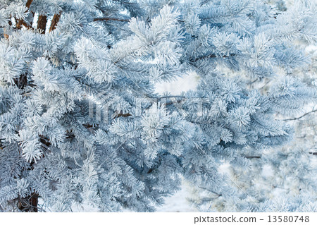 winter 13580748