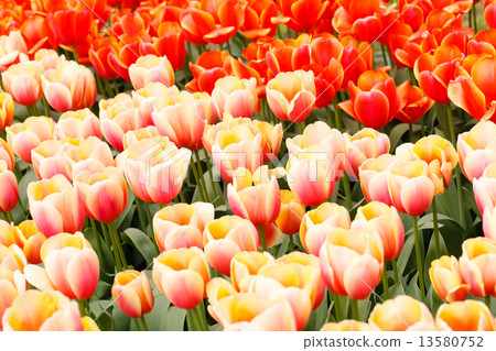 spring garden 13580752