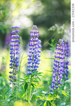 Wild lupines Wild lupines 13581336