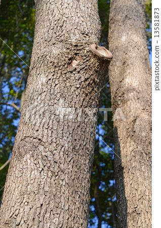 樟樹(Kusunoki) 樟樹(Kusunoki) 13581873