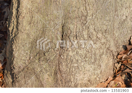 Matebone（馬劍喙） 13581903