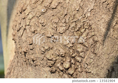 Matebone(馬劍喙) Matebone(馬劍喙) 13581904