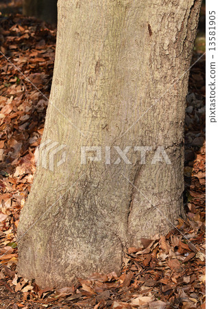 Matebone(馬劍喙) Matebone(馬劍喙) 13581905