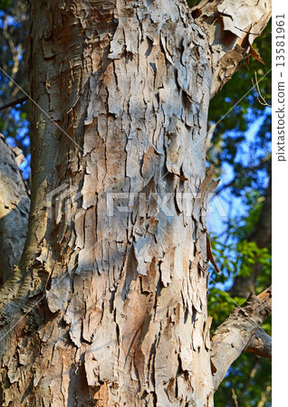 Toukaede (Tangpyeong) Toukaede (Tangpyeong) 13581961