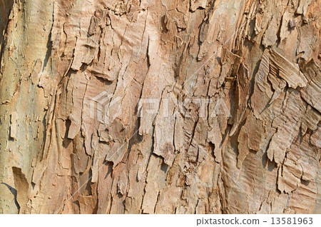 Toukaede (Tangpyeong) 13581963