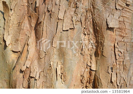 Toukaede (Tangpyeong) 13581964