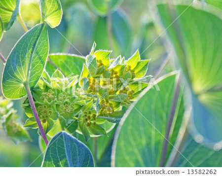 與美麗的葉子的Bupuleum 與美麗的葉子的Bupuleum 13582262