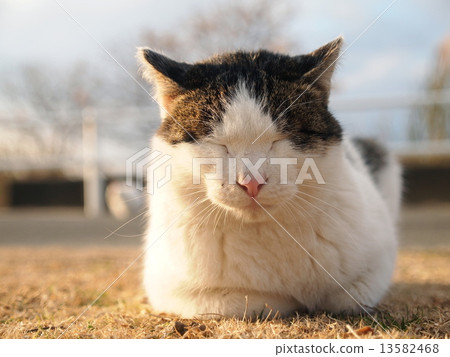 Cat sleeping on river bed 13582468
