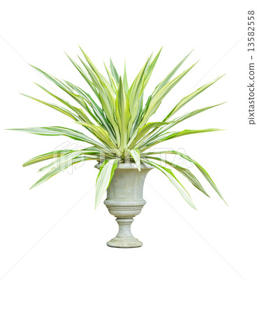 Ornamental sansevieria in a large pot Ornamental sansevieria in a large pot 13582558