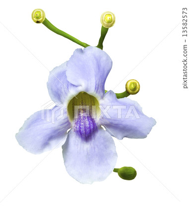 Violet flower with bouquet Violet flower with bouquet 13582573