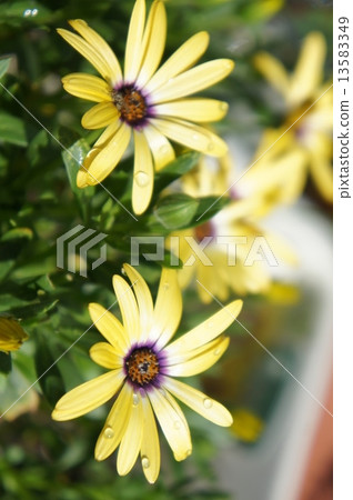 Lemon Symphony 13583349