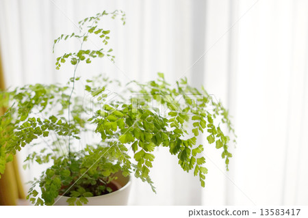 Foliage plant  13583417
