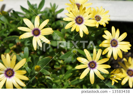 Lemon Symphony 13583438