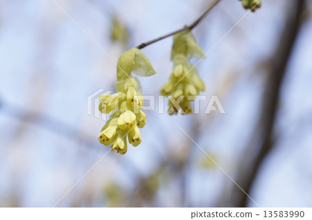 Hinata Mizuki 13583990