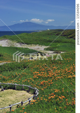 Koshimizu Wild Flower Garden 13584096