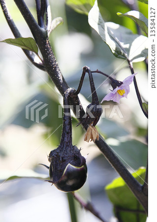 Eggplant fruits and flowers Eggplant fruits and flowers 13584127