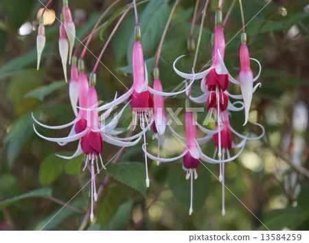 Fuchsia 01 Fuchsia 01 13584259