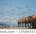 Seagulls 13584331