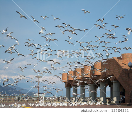 Seagulls 13584331