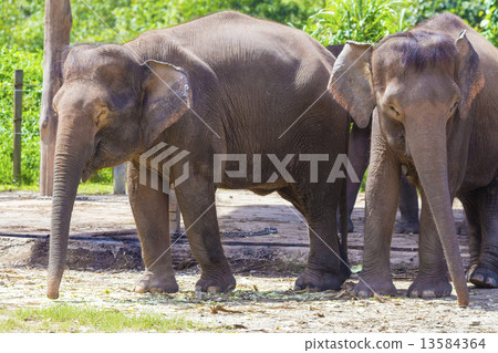 Indian Elephants 13584364