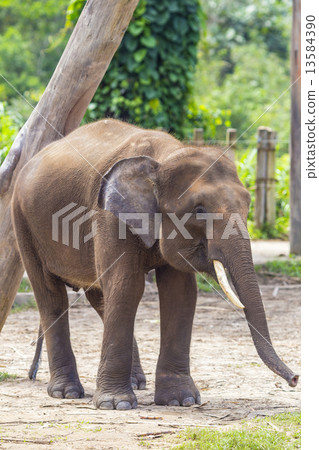 Indian Elephants Indian Elephants 13584390