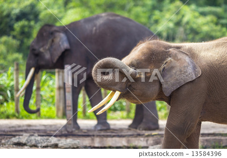 Indian Elephants 13584396
