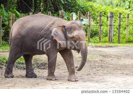 Indian Elephants 13584402