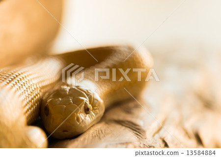 金蛇 金蛇 13584884