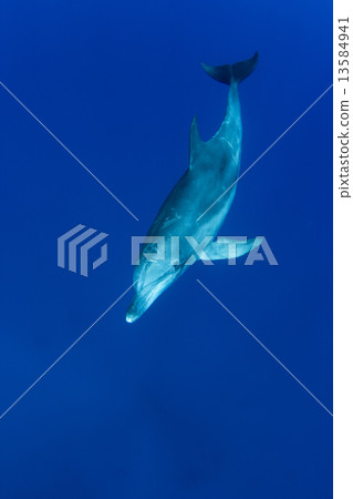 小笠原的海豚 小笠原的海豚 13584941