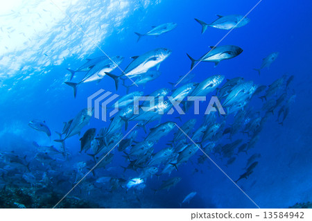 The sea of Ogasawara The sea of Ogasawara 13584942