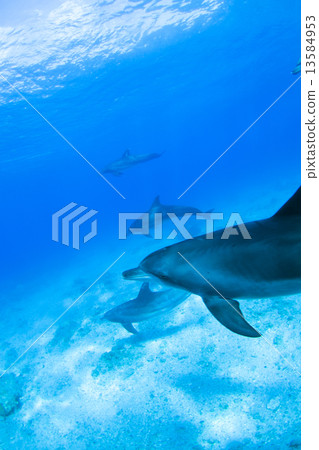小笠原的海豚 13584953
