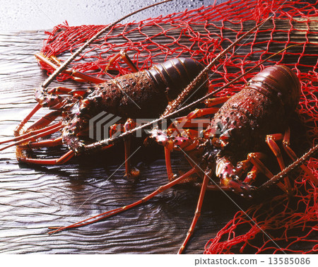 Two Ise shrimp 13585086