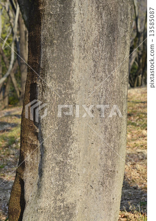 Enoki (Enoki) Enoki (Enoki) 13585087