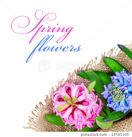 Pink and blue hyacinths 13585105