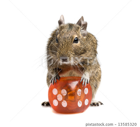 small rodent with big dice cube small rodent with big dice cube 13585320
