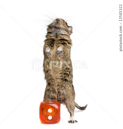 small rodent with big die block 13585321