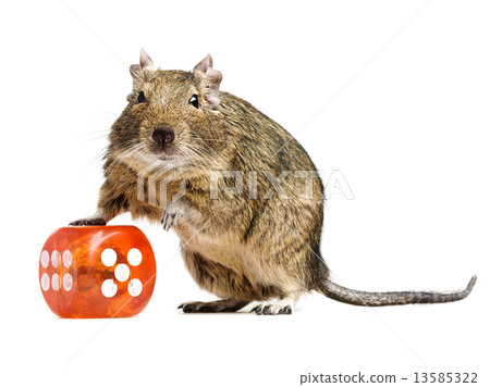 funny hamster with big dice cube funny hamster with big dice cube 13585322
