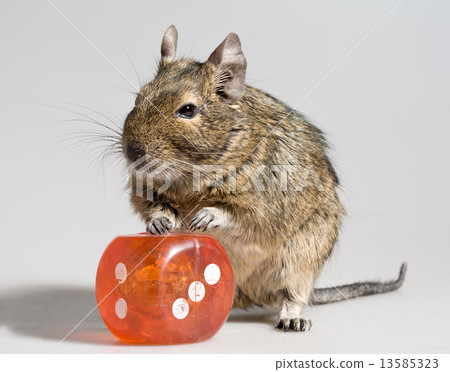 funny hamster with big die block 13585323