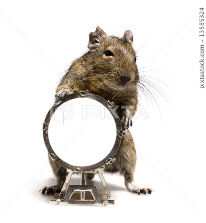 small rodent with big drum small rodent with big drum 13585324