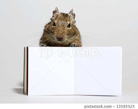 funny hamster with blank poster in paws 13585325
