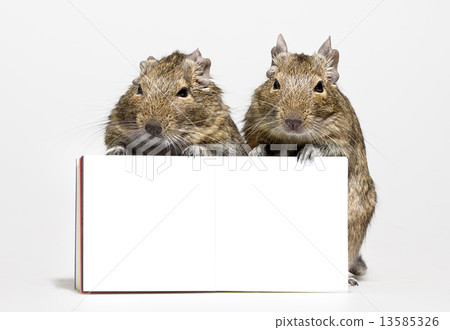 two hamsters with blank poster in paws 13585326