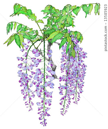  Wisteria flowers 13585923