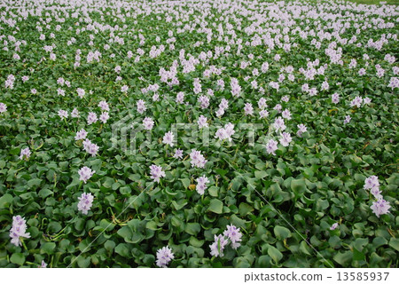 Hyacinth of hyacinth (Langkawi / Malaysia) 13585937