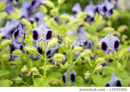 Wishbone flowers 13585960