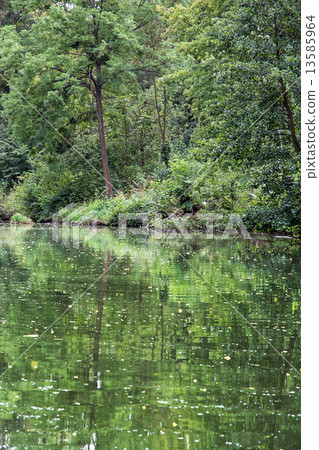 Green forest is reflected in water 13585964