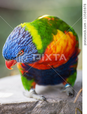 Rainbow lorikeet portrait Rainbow lorikeet portrait 13585978