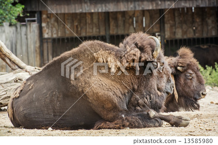 American bisons resting American bisons resting 13585980