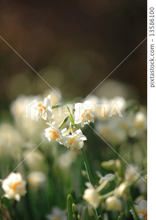 Narcissus Narcissus 13586100