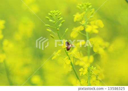 Rape flower field and bee Rape flower field and bee 13586325