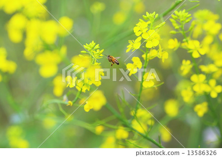 Rape flower field and bee 13586326